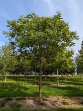 Koelreuteria paniculata