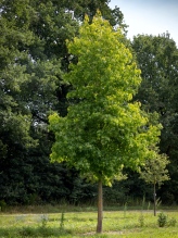 Liquidambar styraciflua