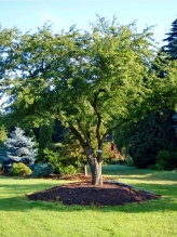 Malus floribunda