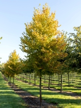 Tilia cordata_Winter Orange