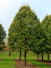 Tilia tomentosa_Brabant