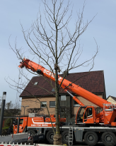 Mit der neuen Edelkastanie erhält der Dorotheenplatz wieder einen ortsbildprägenden und identitätsstiftenden Baum