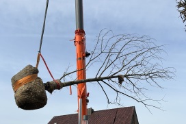Der etwa sechs Tonnen schwere Großbaum wurde am 17. April mit einem Kran spektakulär über die Innenstadt gehoben und in die vorbereitete Baumgrube eingesetzt