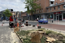 PM 147 B3 Parasitärer Brandkrustenpilz_ Linde in der Bahnhofstraße